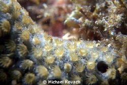 Yellow Sponge Zoanthid at the Fish Camp Rocks off the bea... by Michael Kovach 